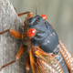 red eyed cicada on tree